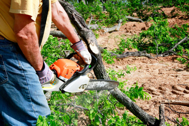 Tree Branch Trimming in Woonsocket, RI